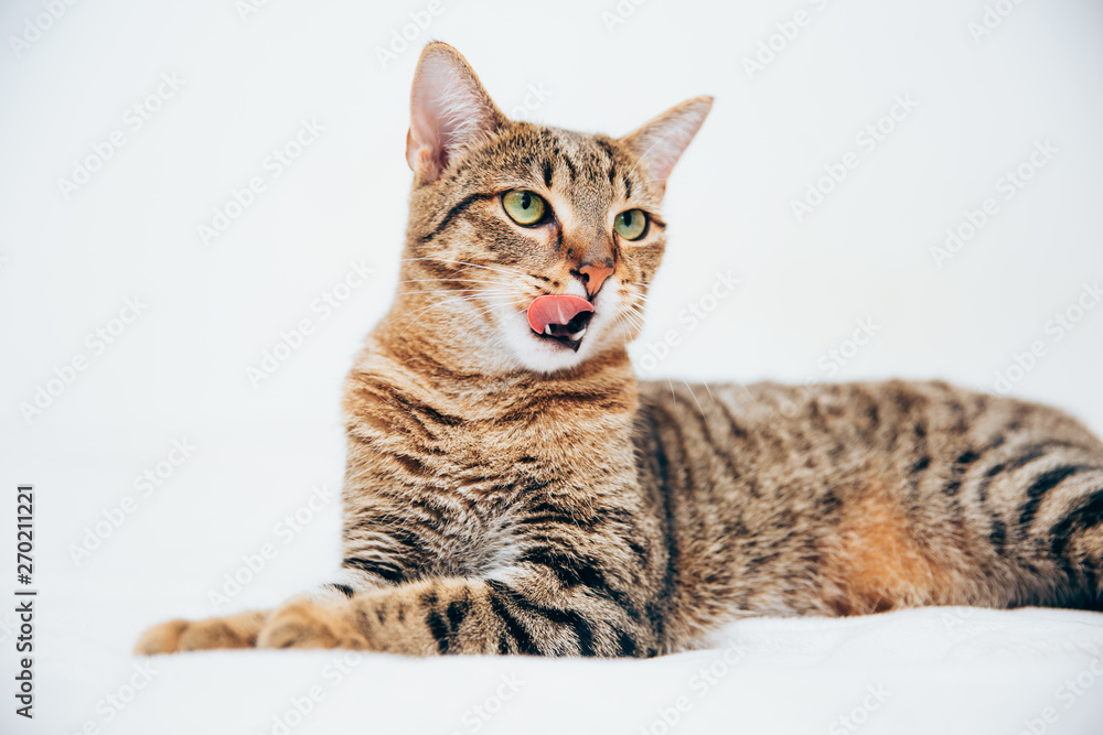 Beautiful tabby cat posing for the camera.