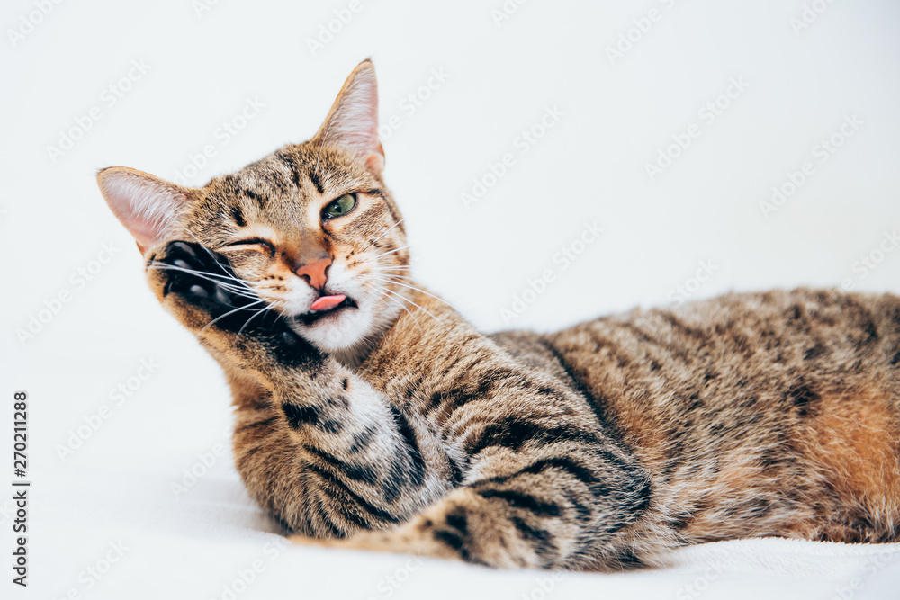 Obraz premium Beautiful tabby cat posing for the camera.