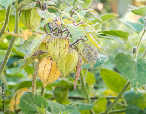 Photos cape gooseberry plant Physalis peruviana
