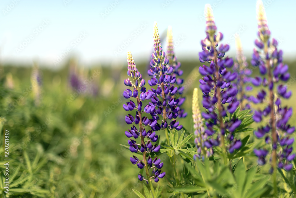Obraz premium lupins blooming in the field in summer