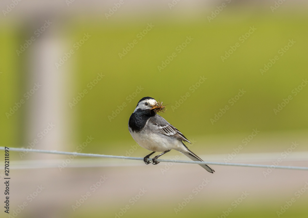 Wagtail with new catching mosquitos in its beak