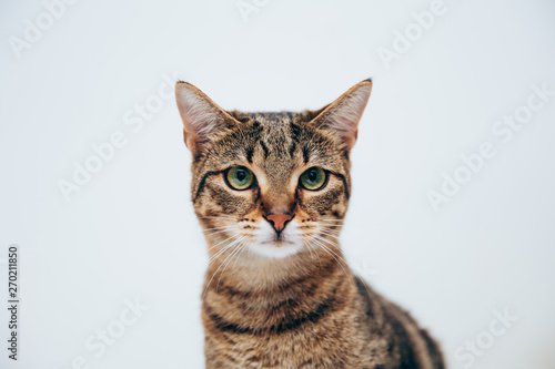 Beautiful tabby cat posing for the camera.