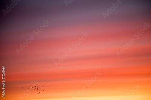 Sunset with a flock of birds
