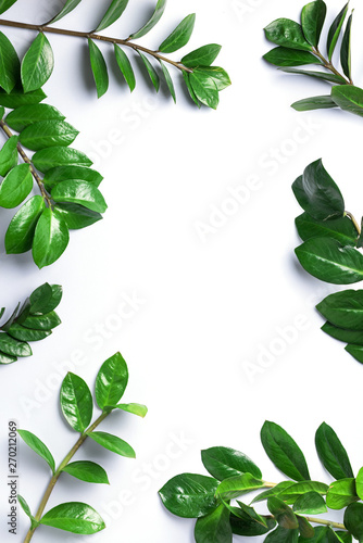 Green leaves of Zamioculcas zamiifolia on white background. Top view. Copy space. Texture of green leaves