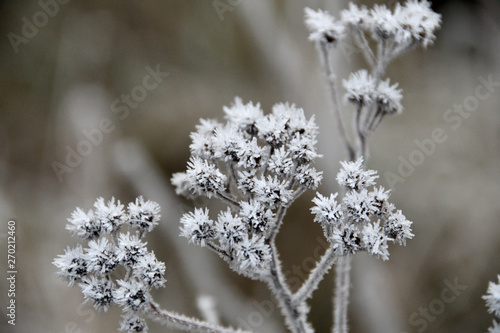 Herbs covered with an autumn white frost © Janusz