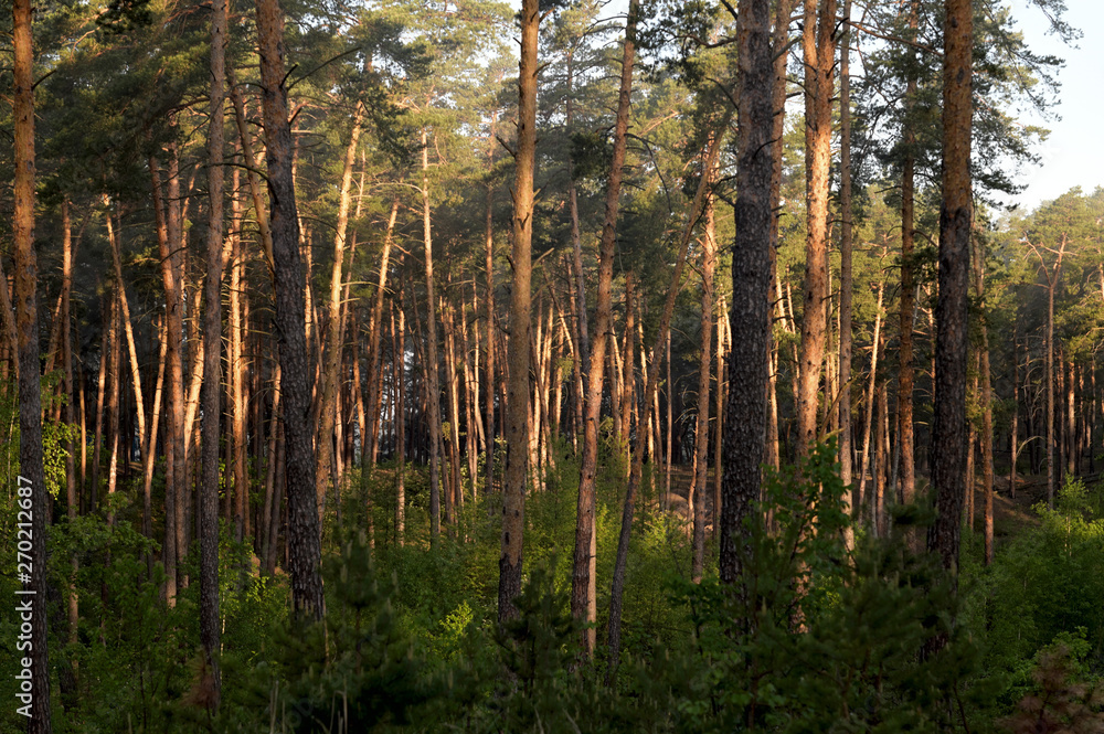 Obraz premium Morning forest. Pine forest. Fresh air