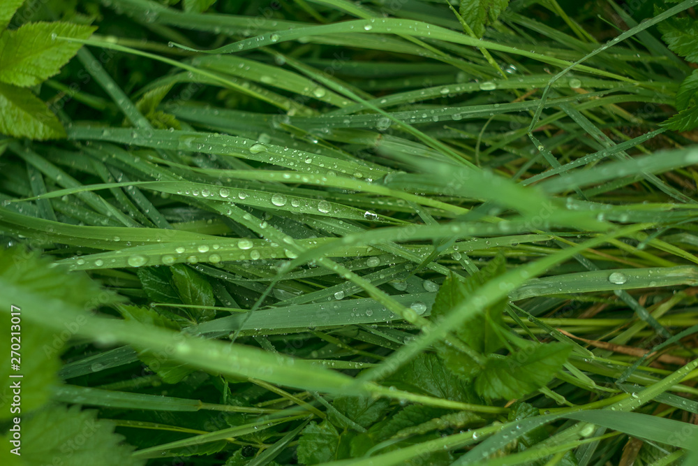 Green grass with rain drops. Dew on grass close-up. Natural green herbal background. Spring season. Summer nature. Abstract pattern of water drops on green grass. Green grass with rain drops. Dew on grass close-up. Natural green herbal background. Spring season. Summer nature. Abstract pattern of water drops on green grass.