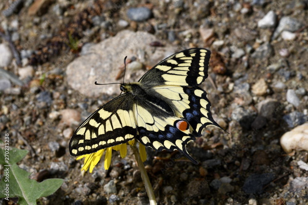 Fototapeta premium butterfly yellow sailboat on a dandelion