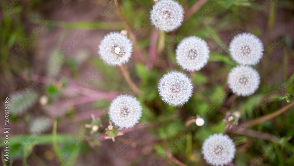 Obraz premium flowering dandelion field