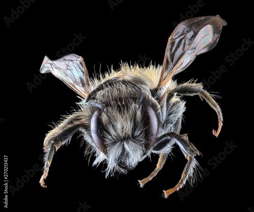 small isolated on black fluffy bee