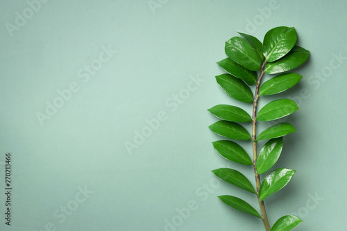 Exotic leaves of Zamioculcas zamiifolia on green background. Top view. Copy space. Creative layout made of tropical green leaves.