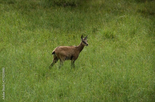 Chamois on a meadow in the forest