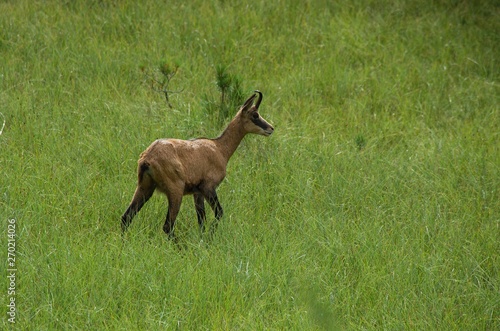 Chamois on a meadow in the forest © Valentin