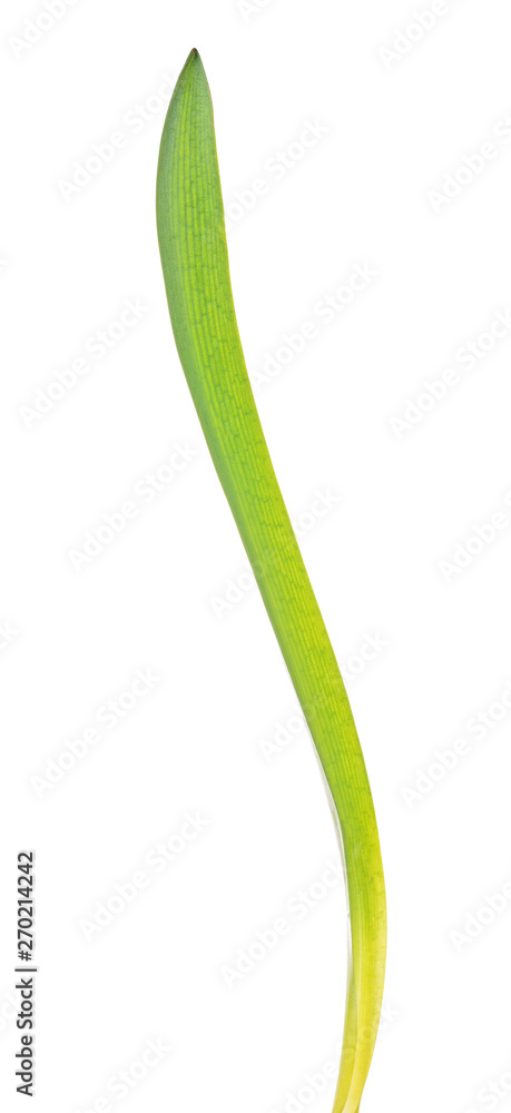 scilla long green leaf on white scilla long green leaf on white
