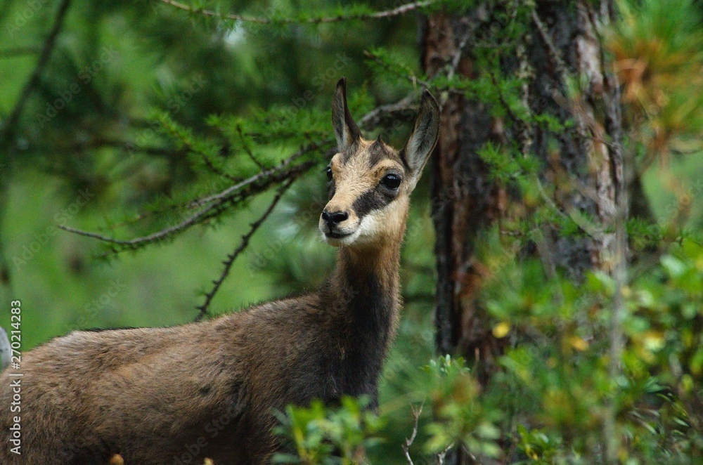 Chamois in the swiss forest