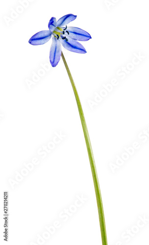 single blue scilla flower on white