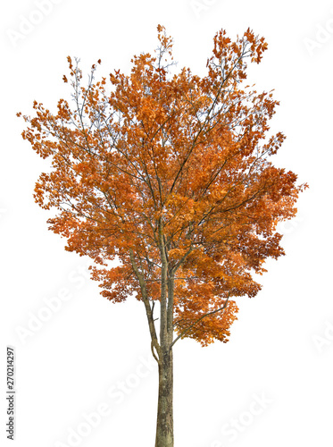 dark gold autumn maple large tree isoalted on white