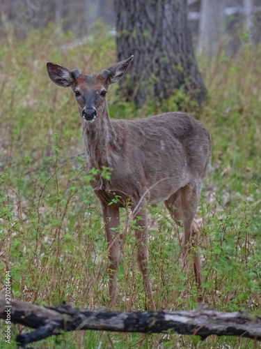 Fototapeta Naklejka Na Ścianę i Meble -  Young deer in woods 