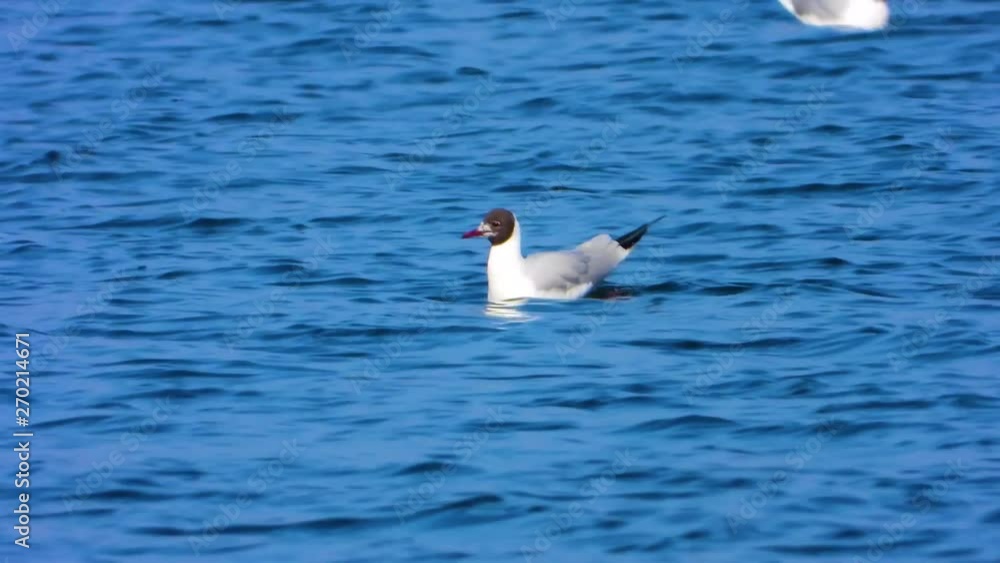 black-headed gulls swim on the lake black-headed gulls swim on the lake