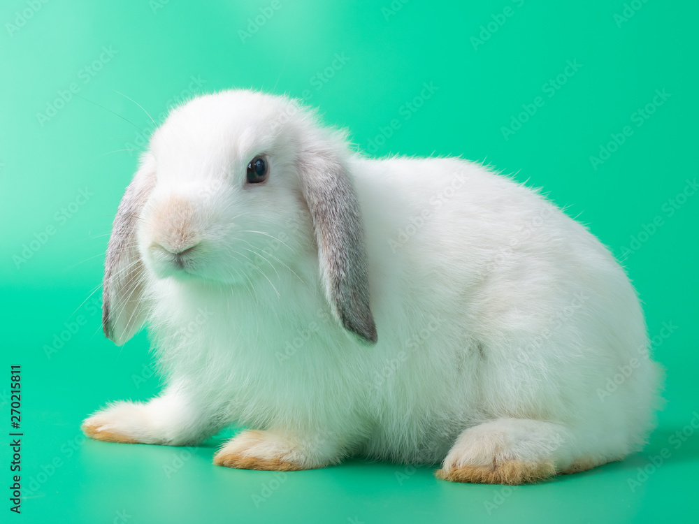 White cute young rabbit on green background. Lovely action of young rabbit.