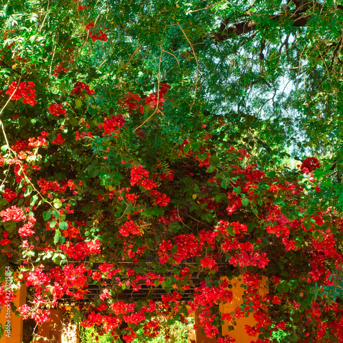 Jardine Majorelle In Marrakesh, Morocco, Africa, Yves Saint Laurent magic garden, flowers cactus trees background