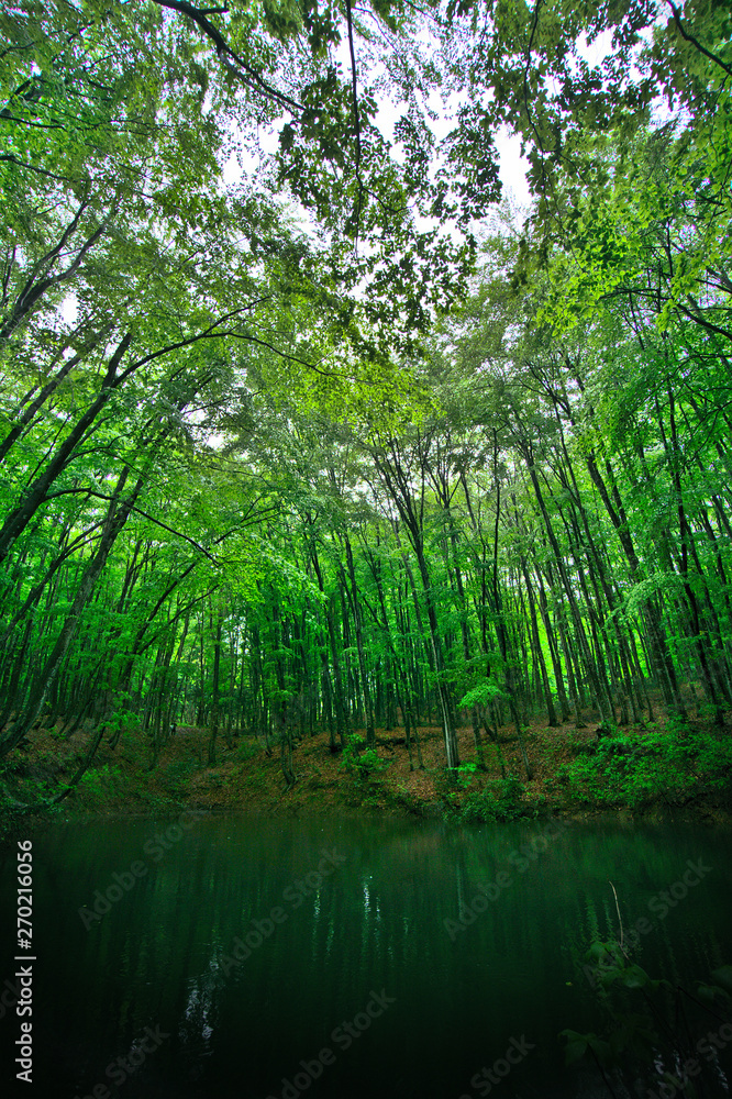 Beech Forest Beech Forest