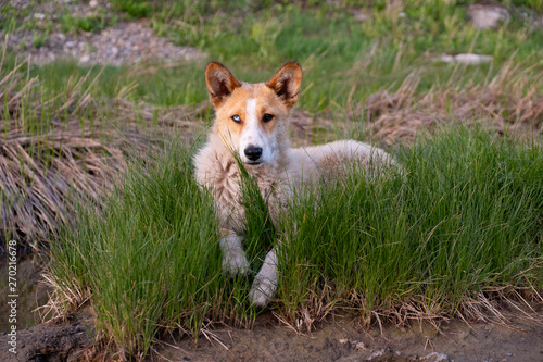 Red dog with blue and brown multi-colored eyes lying on the green grass