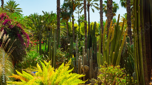 Jardine Majorelle In Marrakesh, Morocco, Africa, Yves Saint Laurent magic garden, flowers cactus trees background