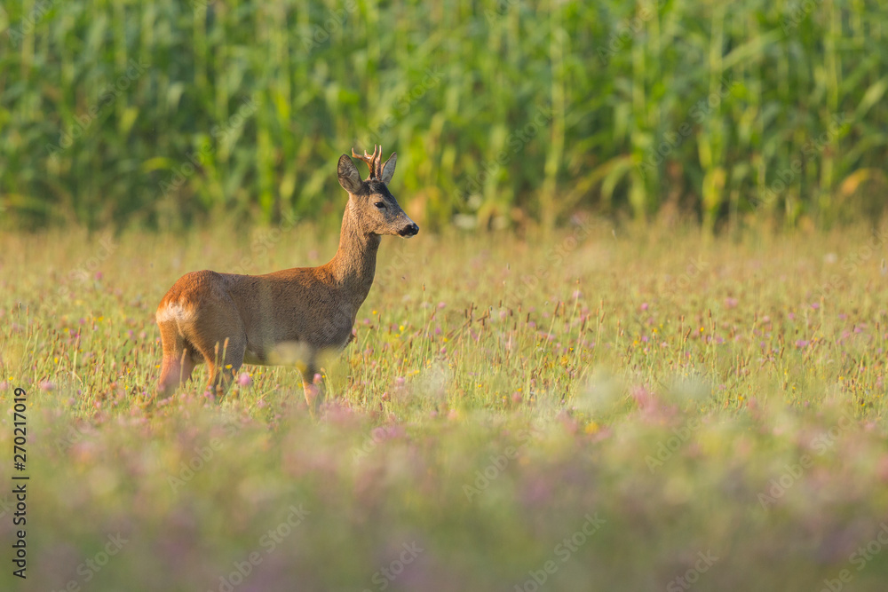 Roebuck - buck (Capreolus capreolus) Roe deer - goat Roebuck - buck (Capreolus capreolus) Roe deer - goat