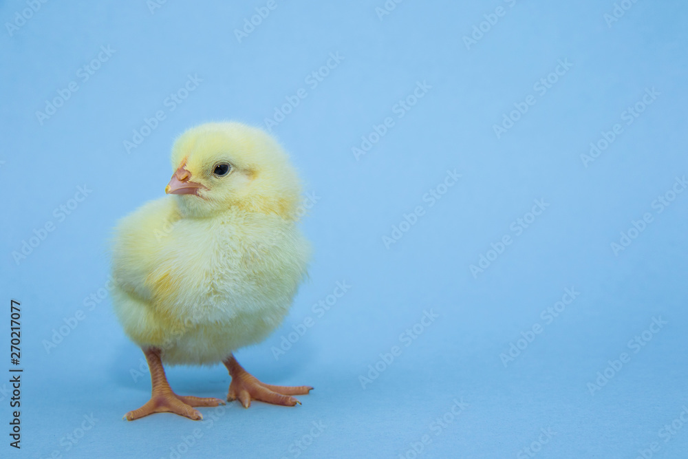 Little yellow chicken on blue background Little yellow chicken on blue background