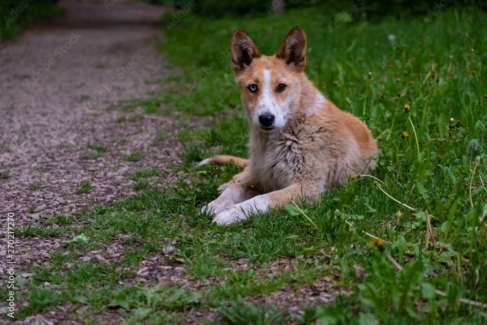 Red dog with blue and brown multi-colored eyes lying on the green grass