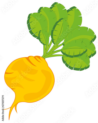Agricultural plant turnip on white background is insulated