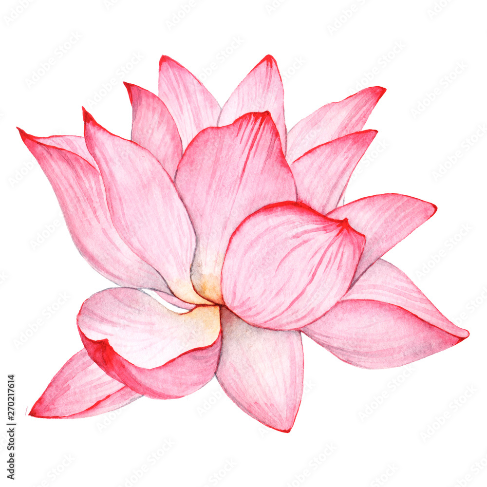 Wtercolor tropical flower lotus