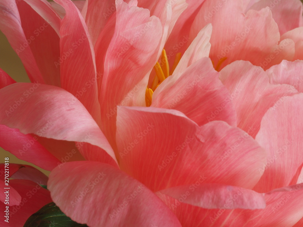 Pfingstrose / Paeonia Pfingstrose / Paeonia