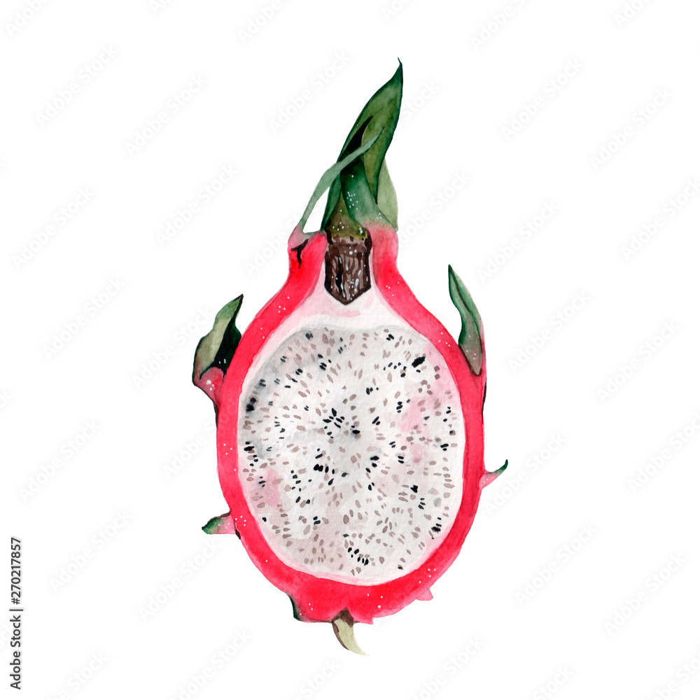 Tropical watercolor dragon fruit, pitaya. Tropical watercolor dragon fruit, pitaya.