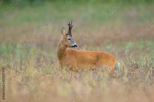 Roebuck - buck (Capreolus capreolus) Roe deer - goat © szczepank