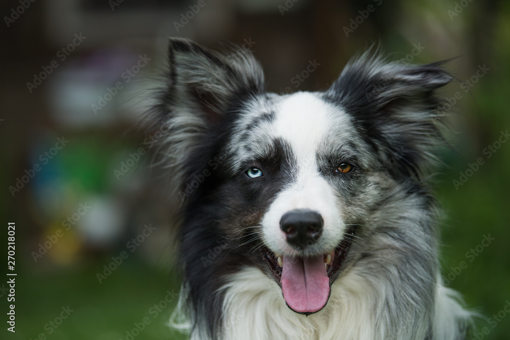 Fototapeta premium Adult border collie looking to camera