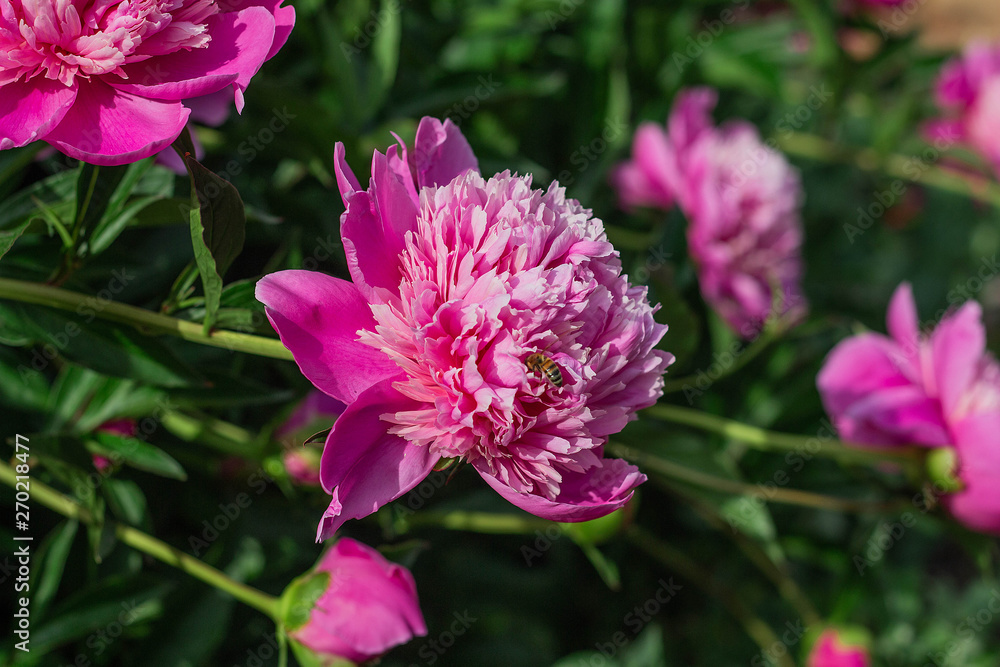 Pink peony flowers in garden, springtime Pink peony flowers in garden, springtime