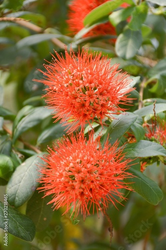 red combretum erythrophyllum flower in nature garden © mansum008