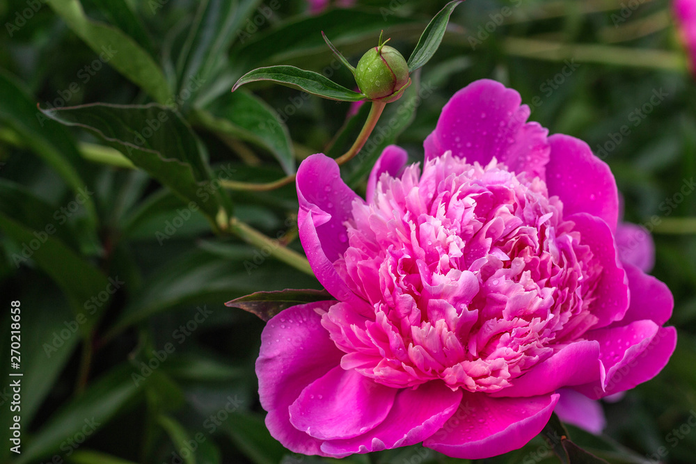 pink peonies grow in the garden, close-up pink peonies grow in the garden, close-up