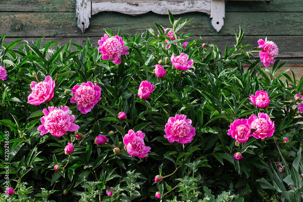 Naklejka premium pink peony bush growing in the garden, old rural house in the background