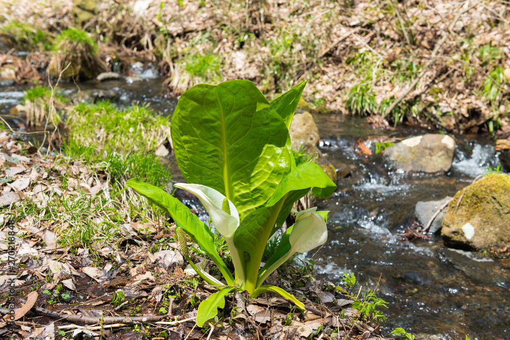 水芭蕉の花と小川stock Photo Adobe Stock