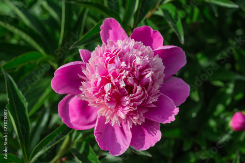 Pink peony flowers in garden, springtime © PAVEL GERASIMENKO