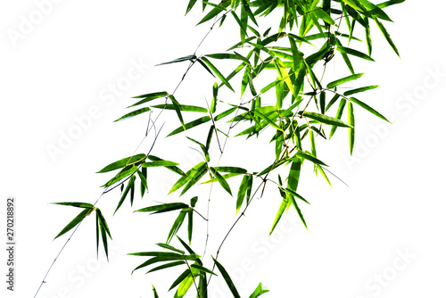 Fototapeta Naklejka Na Ścianę i Meble -  Bamboo leaves on white background isotated