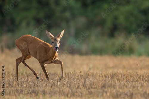 Roebuck - buck  Capreolus capreolus  Roe deer - goat