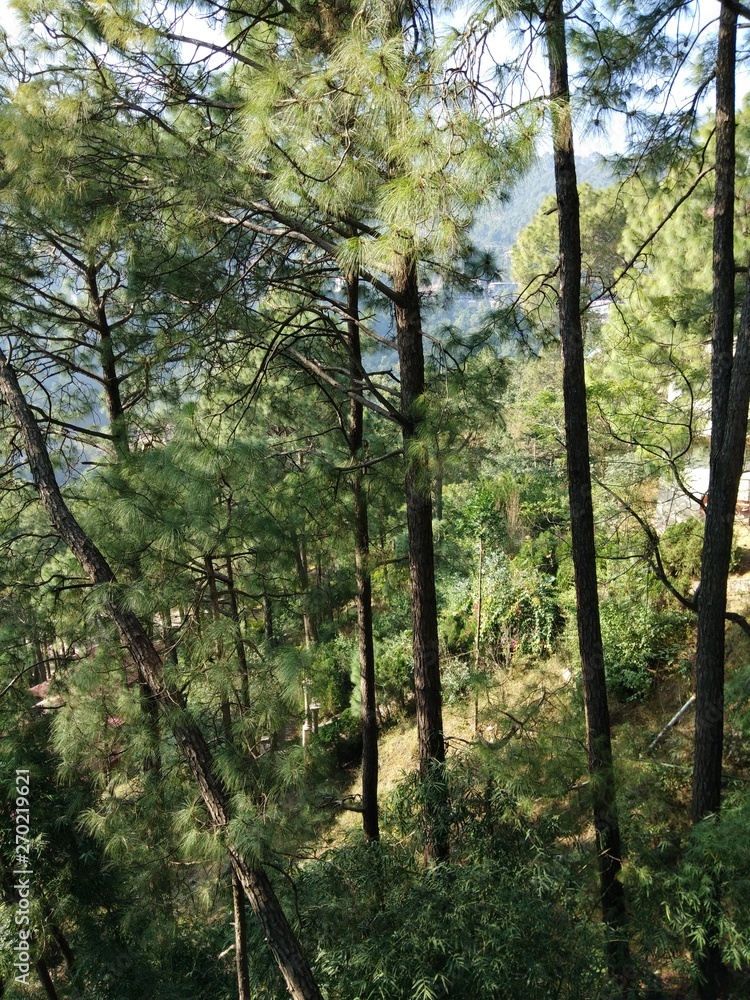 Fototapeta premium Forest in the winters