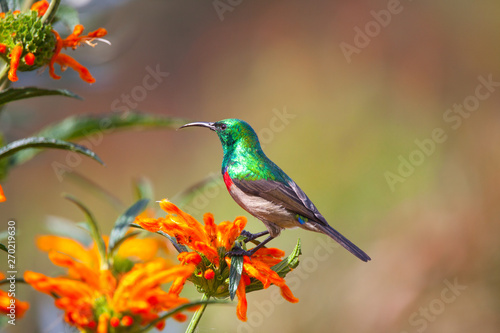 Southern Double Collared Sunbird, Kirstenbosch Gardens, Cape Town, South Africa