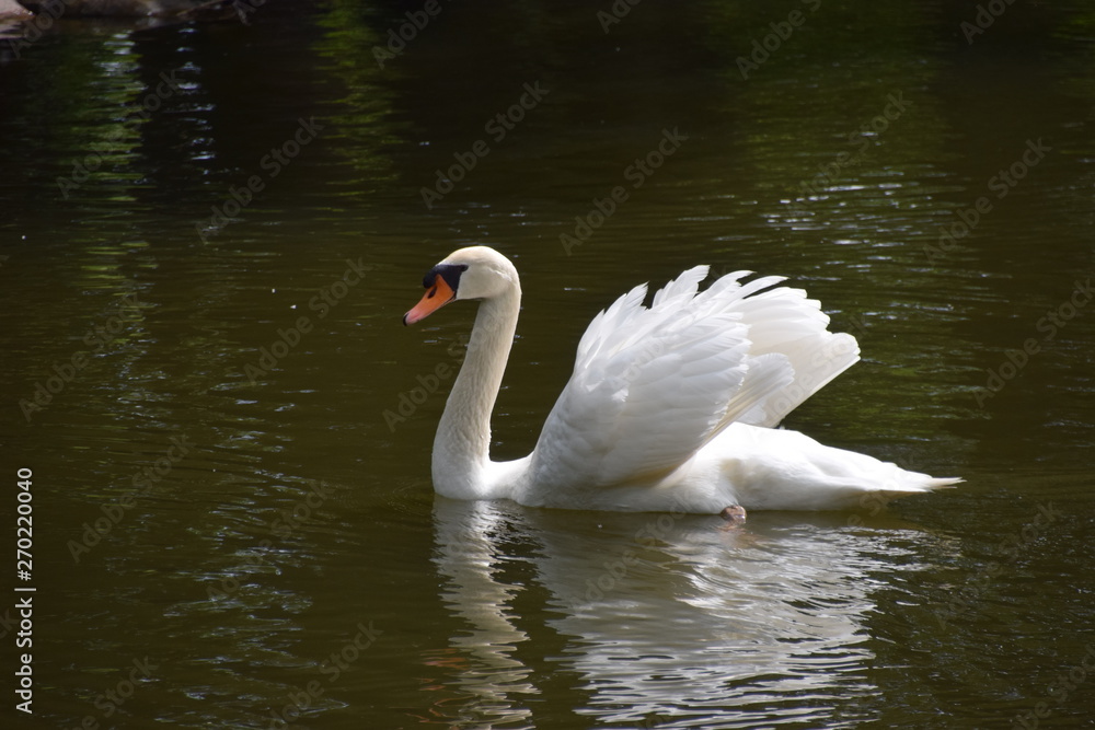 Fototapeta premium White mute swan in park lake portrait