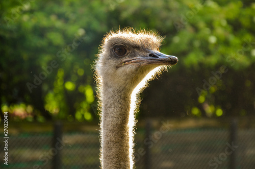 Fotografía Ostrich close up