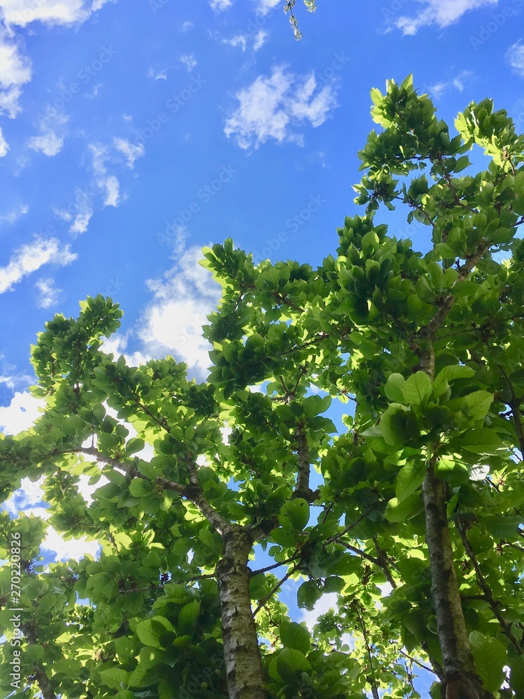 Fototapeta premium green tree in the blue sky